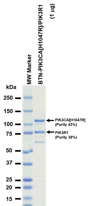 The purity was assessed by SDS-PAGE/CBB staining.
